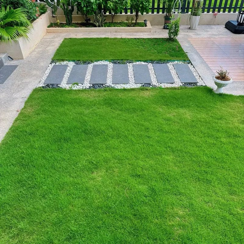 Naturixy™️Evergreen Dwarf Grass Seed